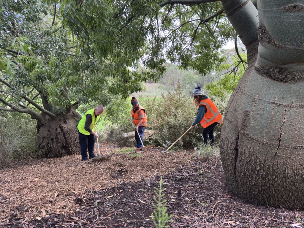 Volunteers spreading mulch under native trees at Kevin Hoffman Walk