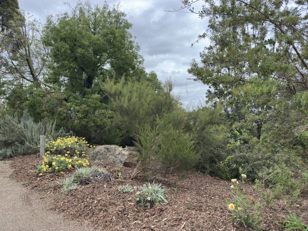 Freshly mulched garden bed at Kevin Hoffman Walk in Lara
