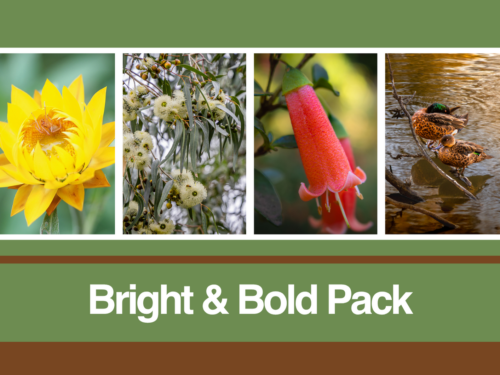 Four nature photographs featured in the Bright & Bold blank card pack from the Kevin Hoffman Walk
